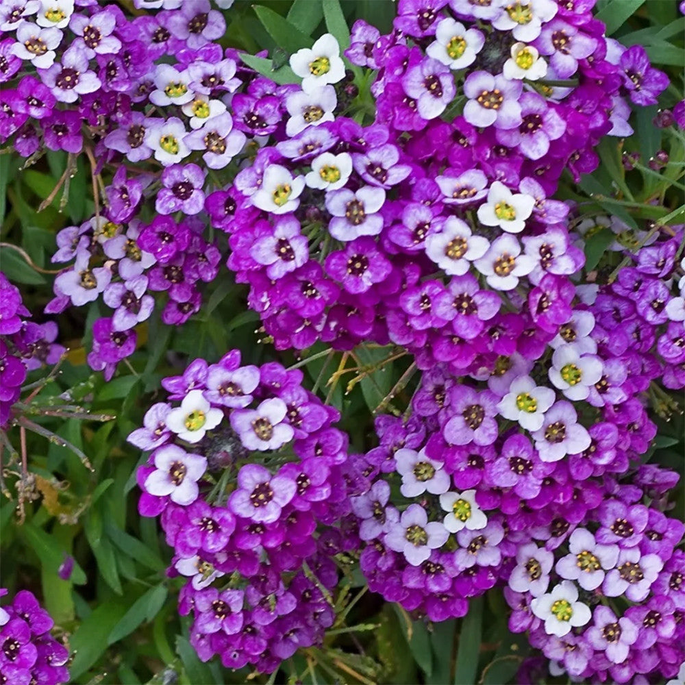 ALISO DE MAR, BLANCA Y VIOLETA
