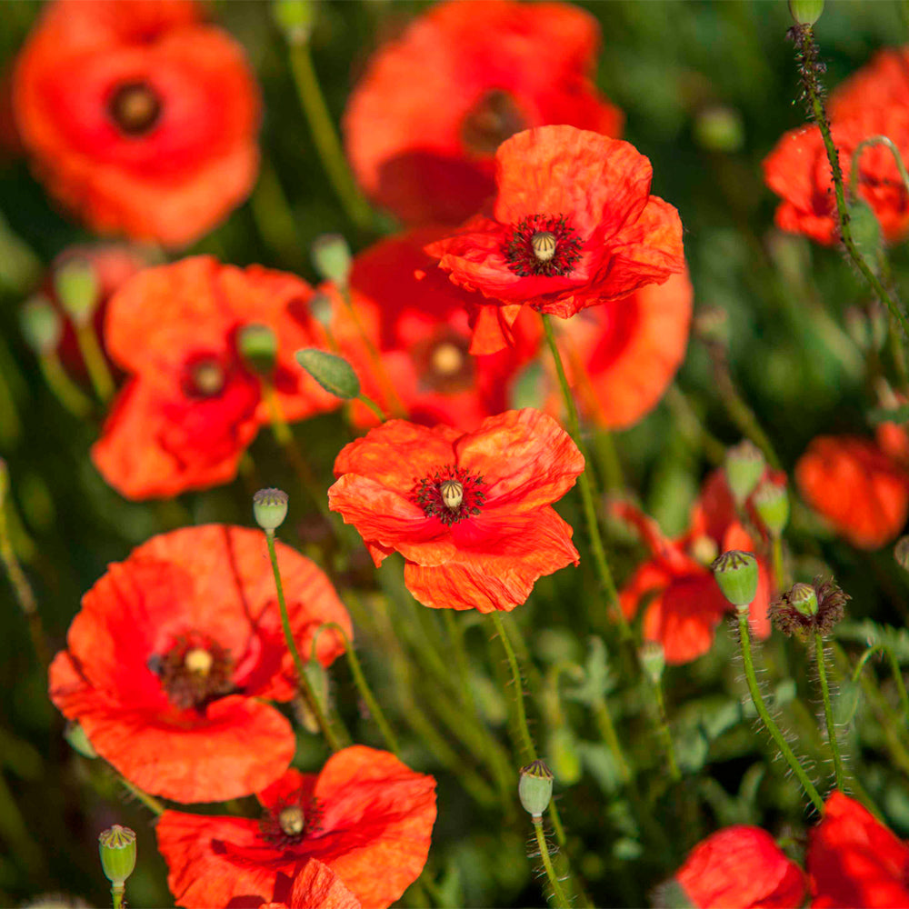 AMAPOLA ROJA