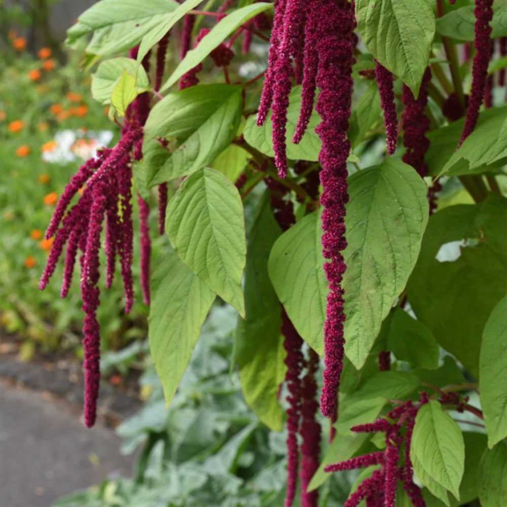 AMARANTO ORNAMENTAL