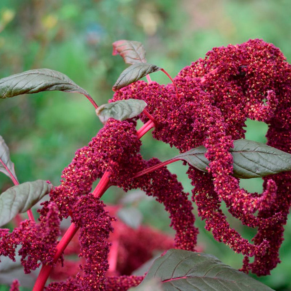 AMARANTO ORNAMENTAL