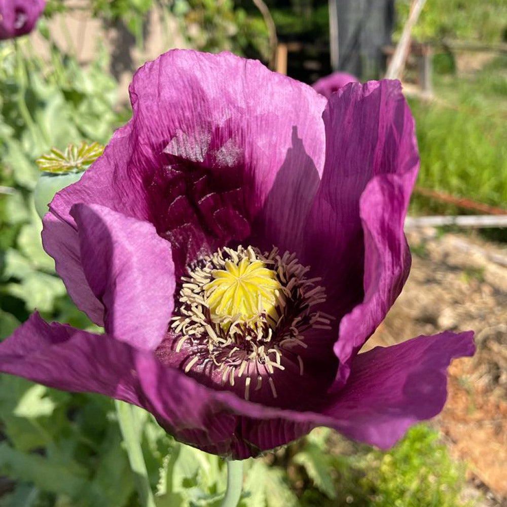 semillas de papaver somniferum