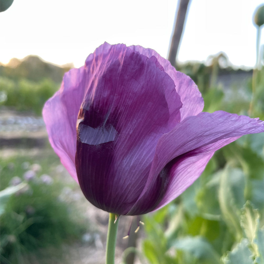 AMAPOLA, VIOLETA
