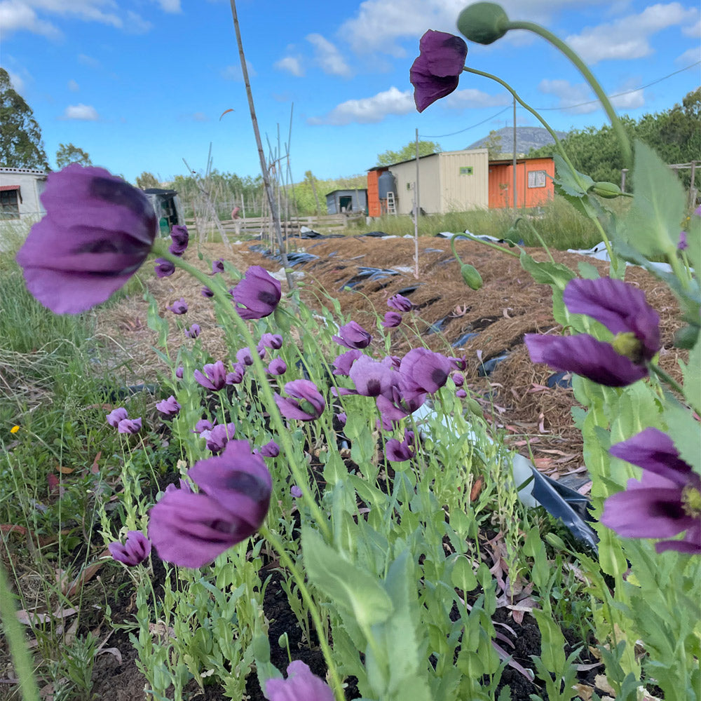 AMAPOLA, VIOLETA
