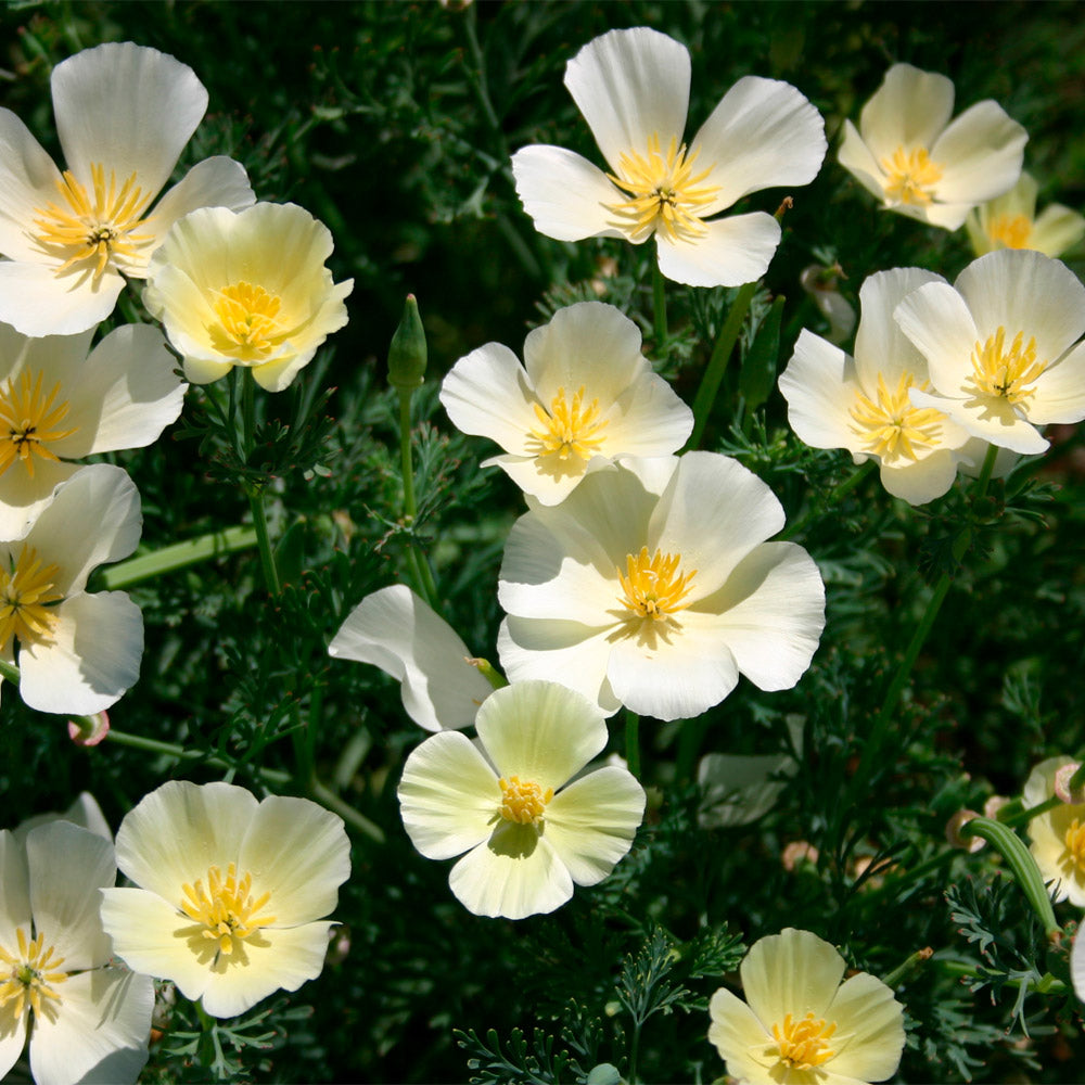 AMAPOLA CALIFORNIANA, BLANCA