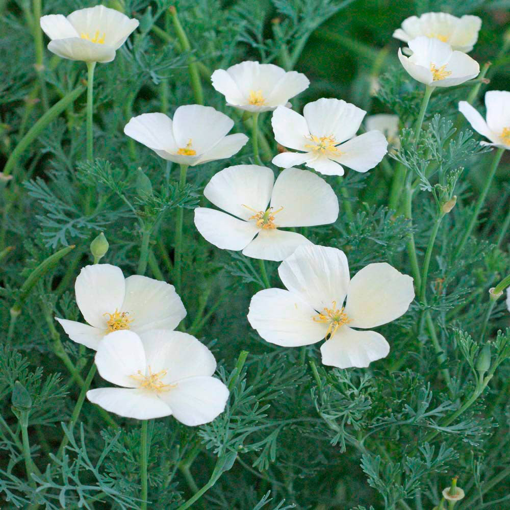 AMAPOLA CALIFORNIANA, BLANCA