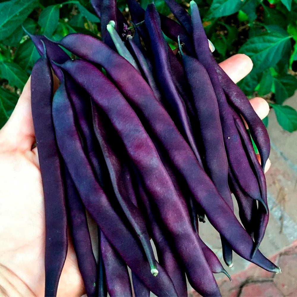 CHAUCHA VIOLETA