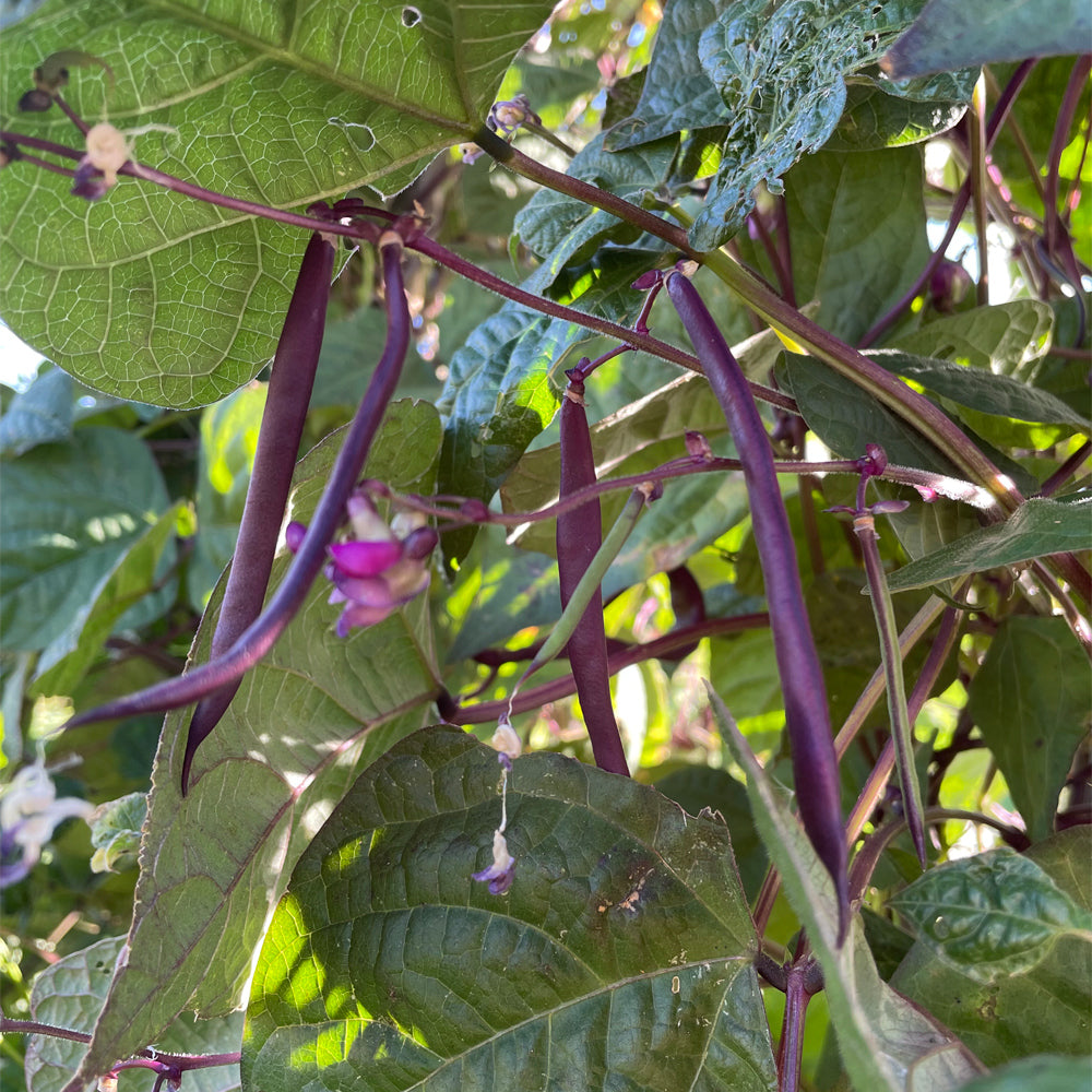CHAUCHA VIOLETA