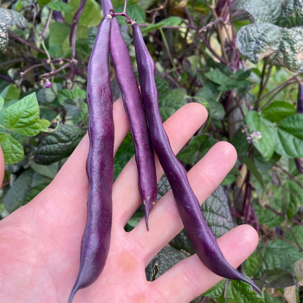 CHAUCHA VIOLETA