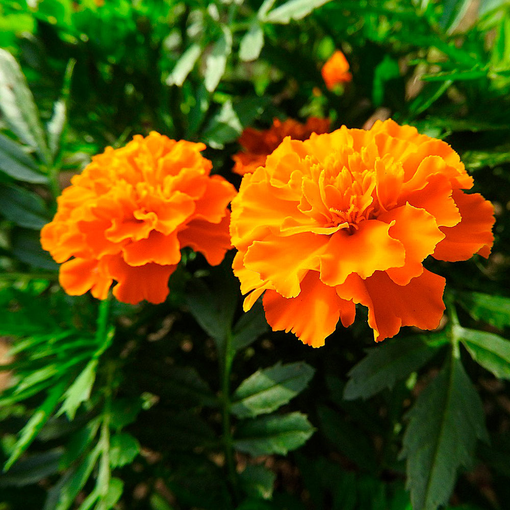 CLAVEL DE LA INDIA