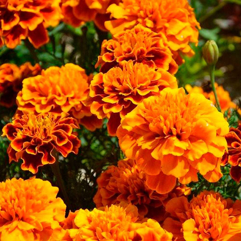 CLAVEL DE LA INDIA