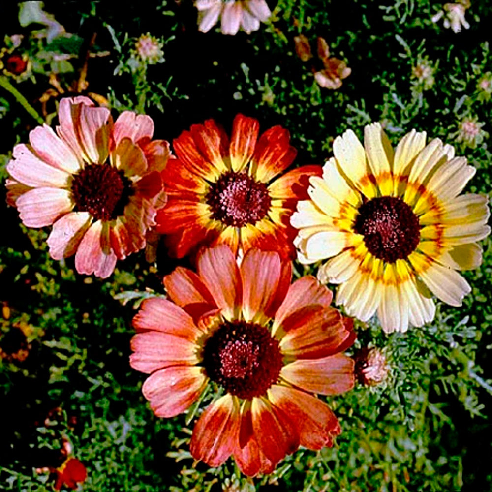 CRISANTEMO TRICOLOR