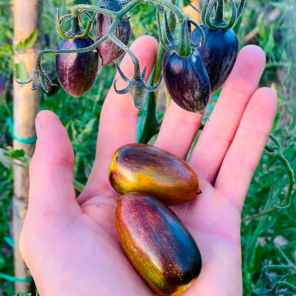 TOMATE CHERRY, ATOMIC GRAPE