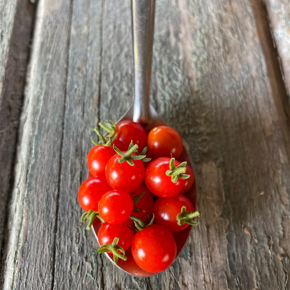 TOMATE CHERRY, CUCHARITA