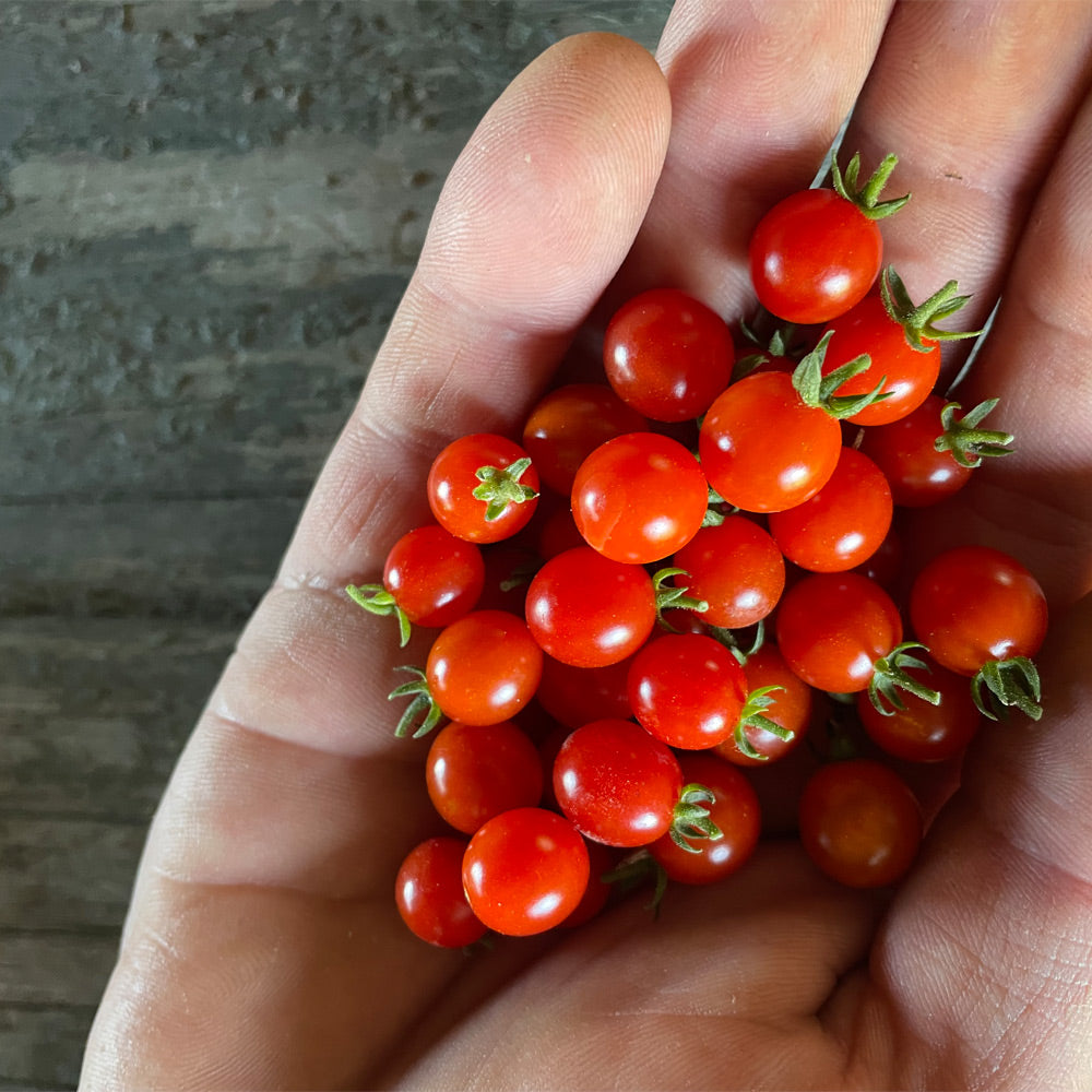 TOMATE CHERRY, CUCHARITA