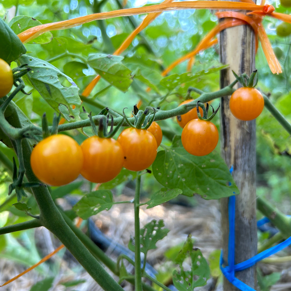 TOMATE CHERRY CUCHARITA AMARILLO