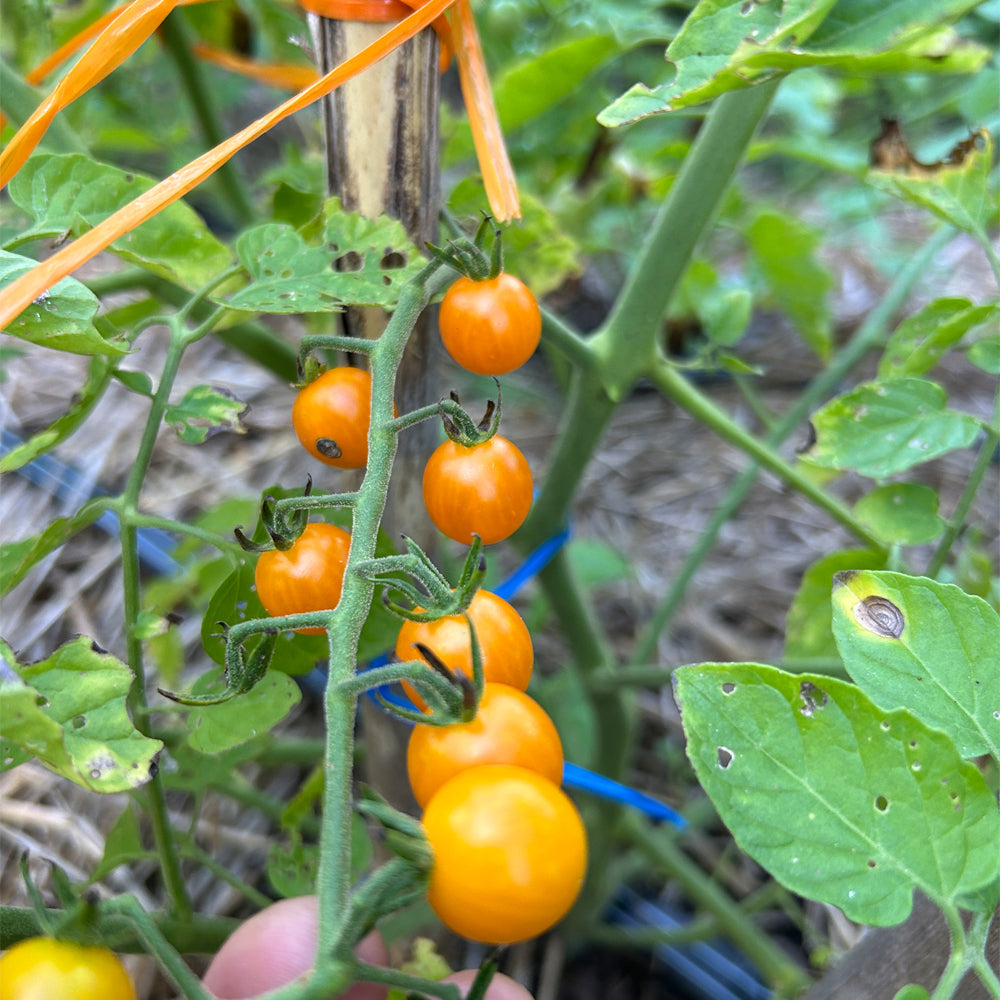 TOMATE CHERRY CUCHARITA AMARILLO