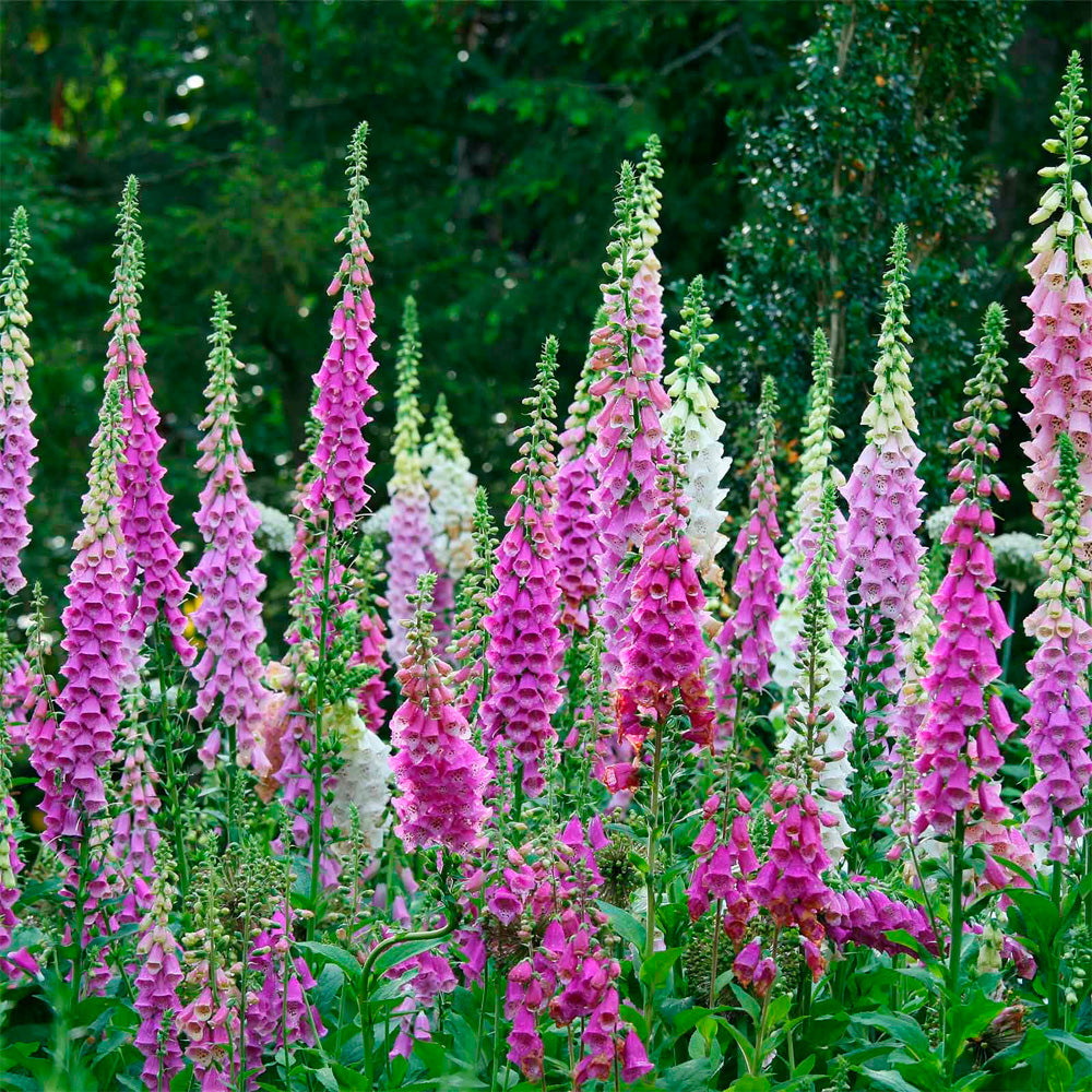 DIGITALIS VIOLETA