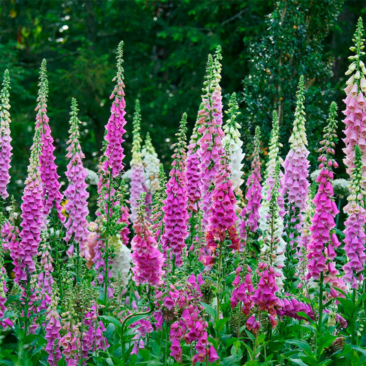 DIGITALIS VIOLETA