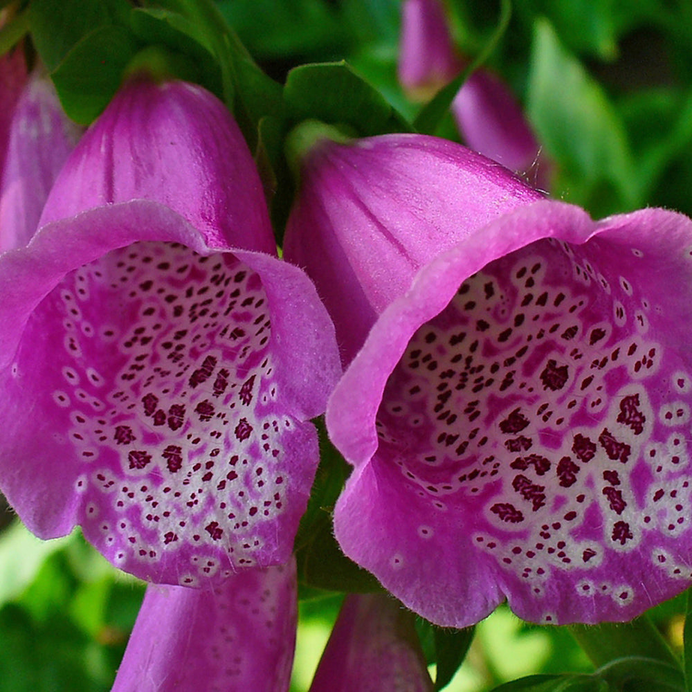 DIGITALIS VIOLETA