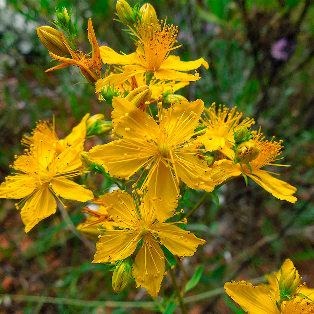 HIERBA DE SAN JUAN – Km100 Semillas Orgánicas - Main Image