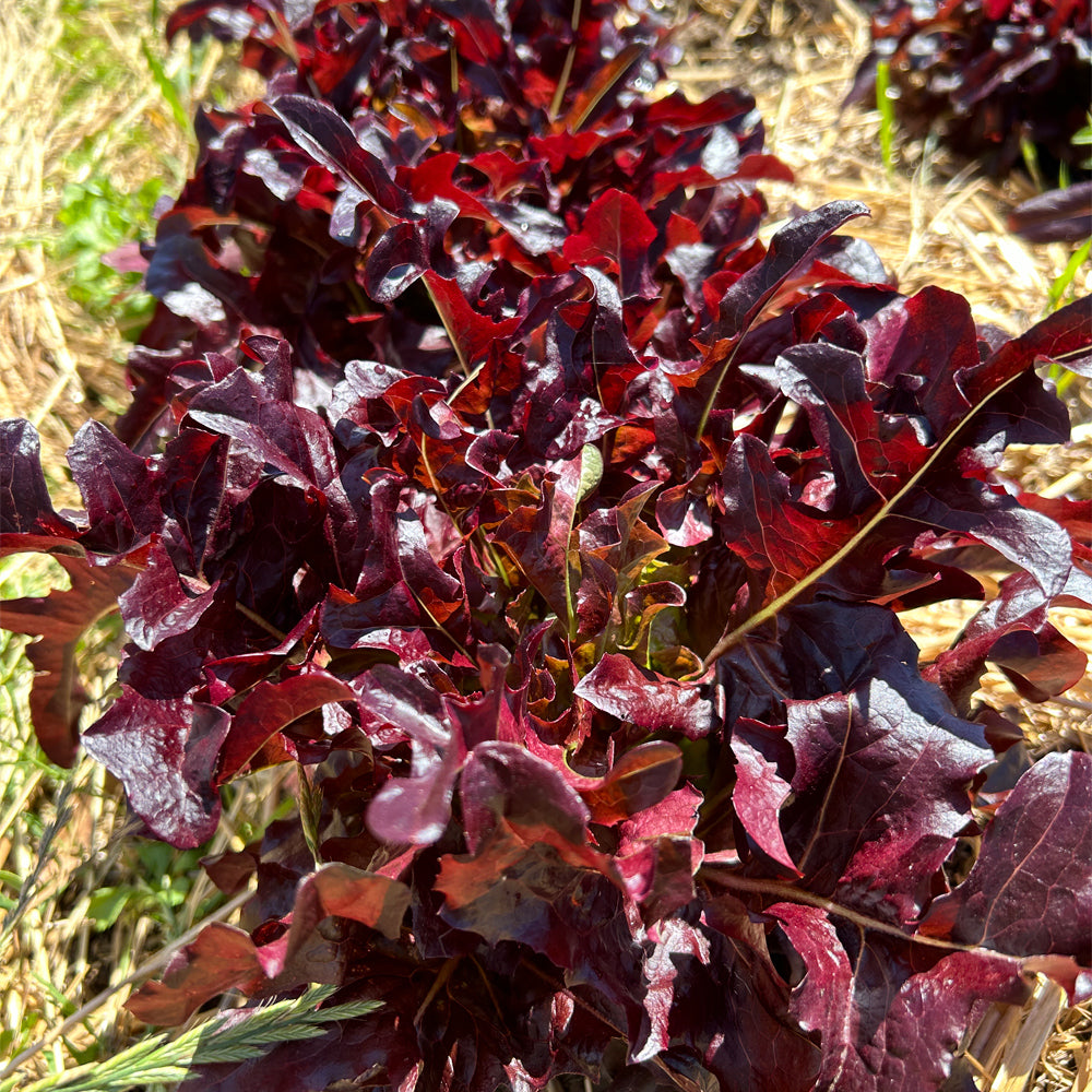 LECHUGA LUNIX
