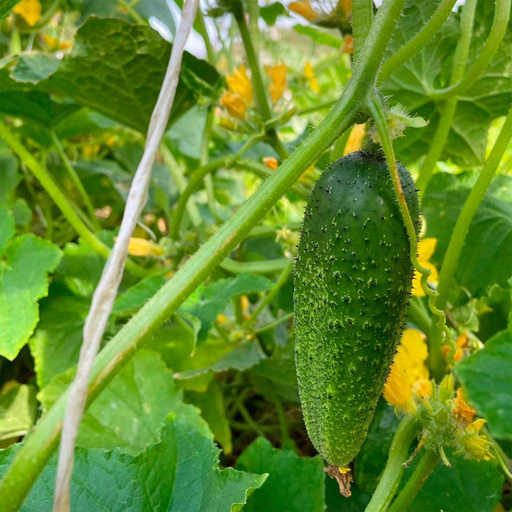 PEPINO, PEPINILLO