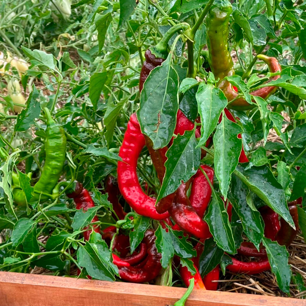 PIMIENTO DULCE, JIMMY NARDELLO