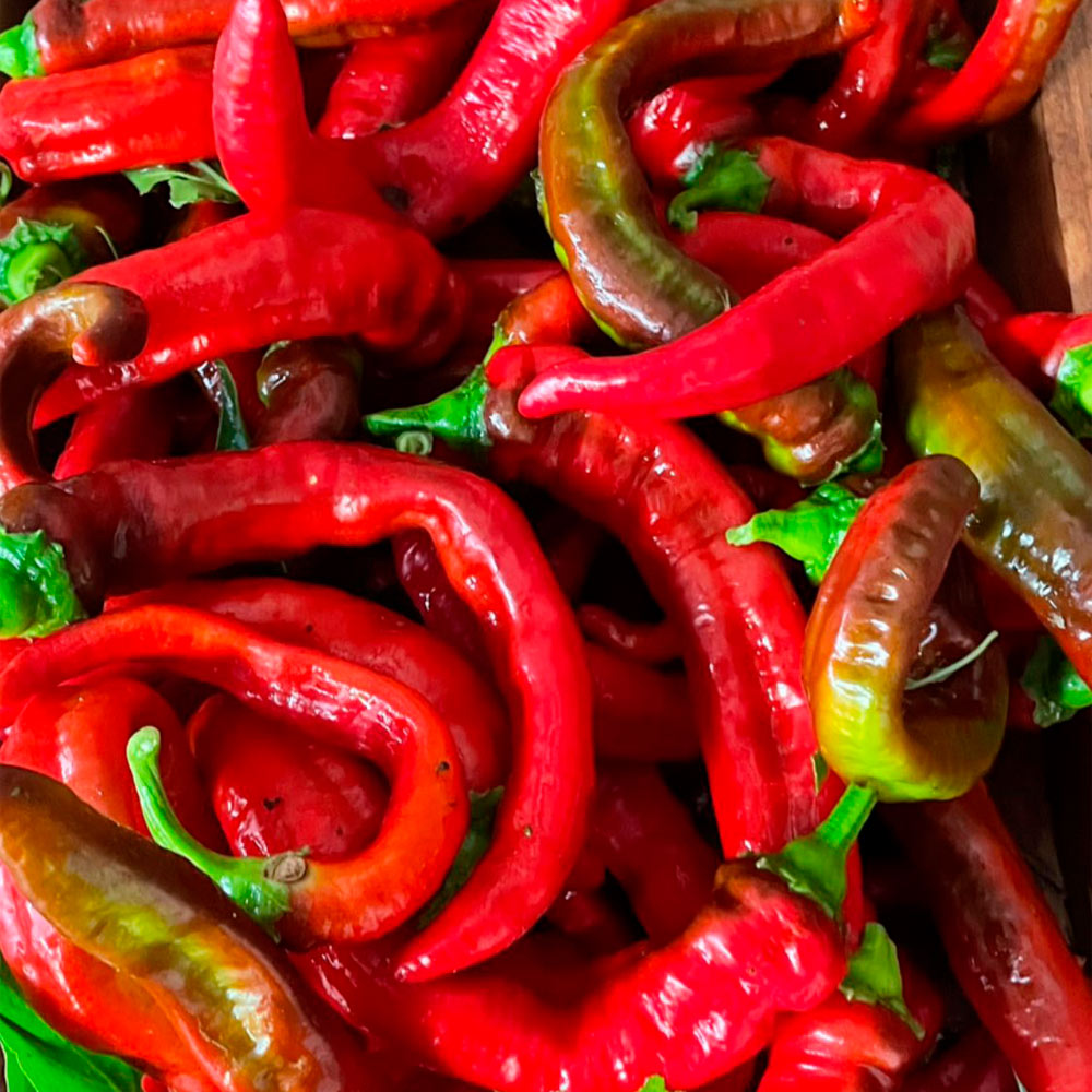 PIMIENTO DULCE, JIMMY NARDELLO