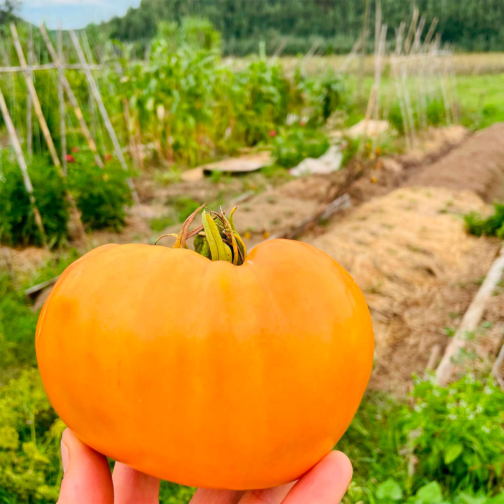 TOMATE, CORAZÓN AMARILLO