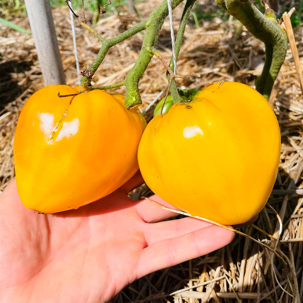 TOMATE, CORAZÓN AMARILLO