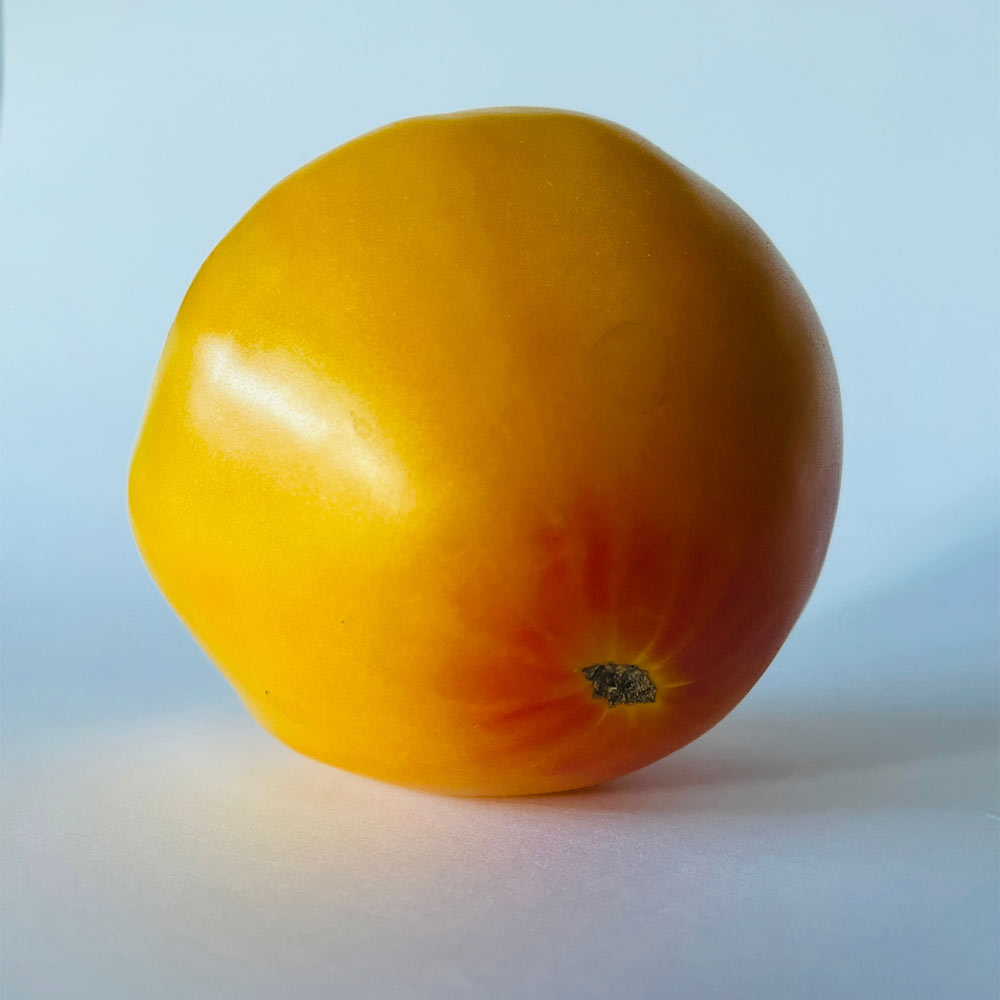 TOMATE, CORAZÓN AMARILLO