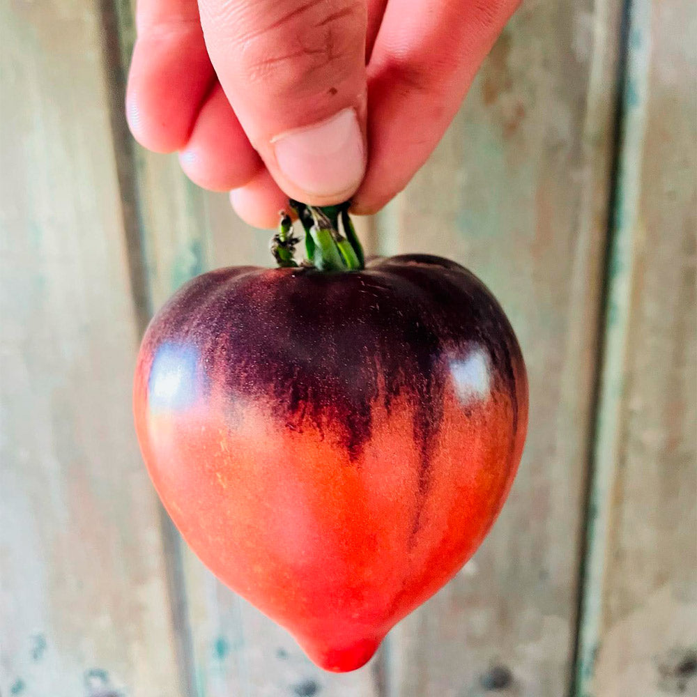 TOMATE, CORAZÓN NEGRO