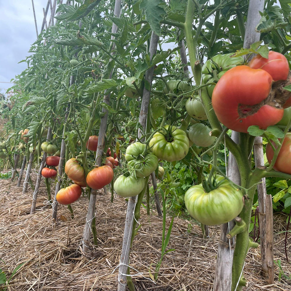 TOMATE, ROSA DE BARBASTRO