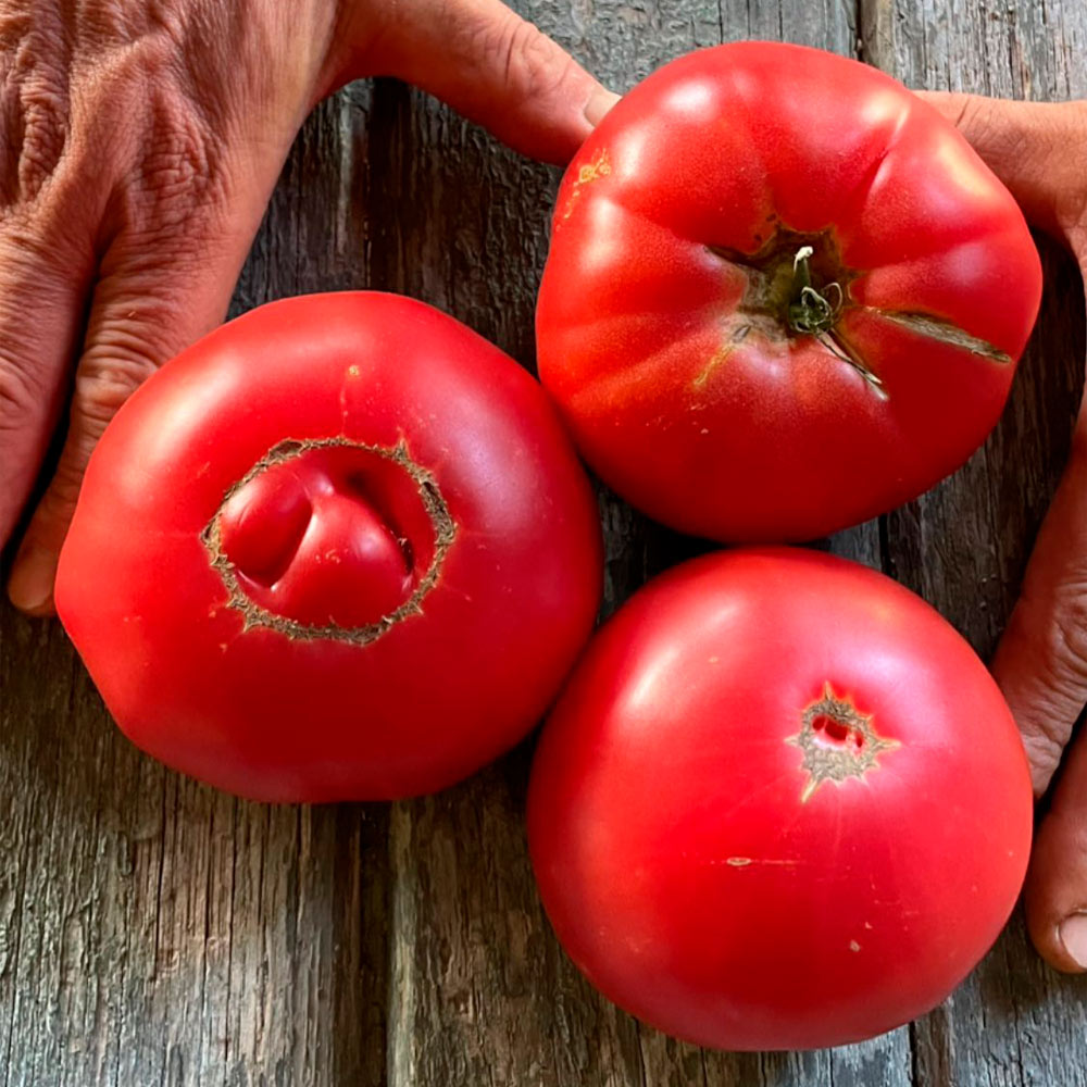TOMATE, ROSA DE BARBASTRO