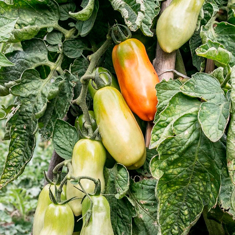 TOMATE, SAN MARZANO