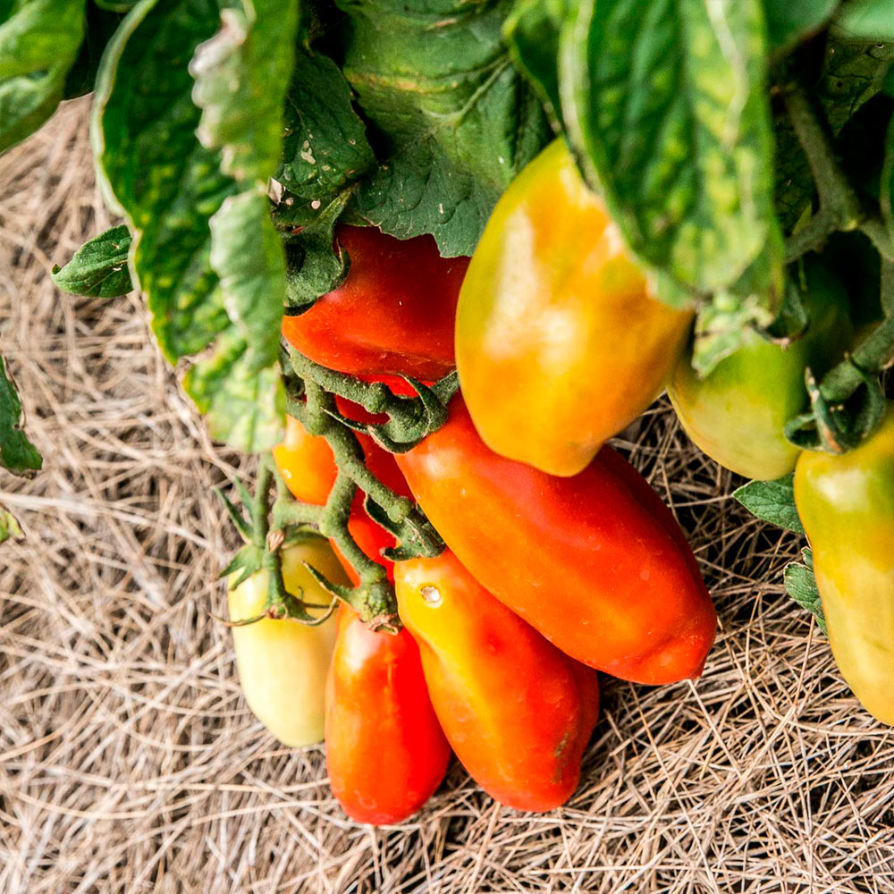 TOMATE, SAN MARZANO