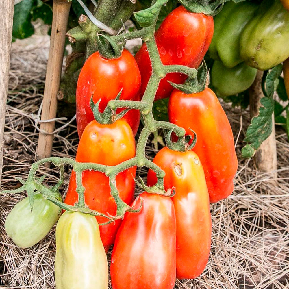 TOMATE, SAN MARZANO
