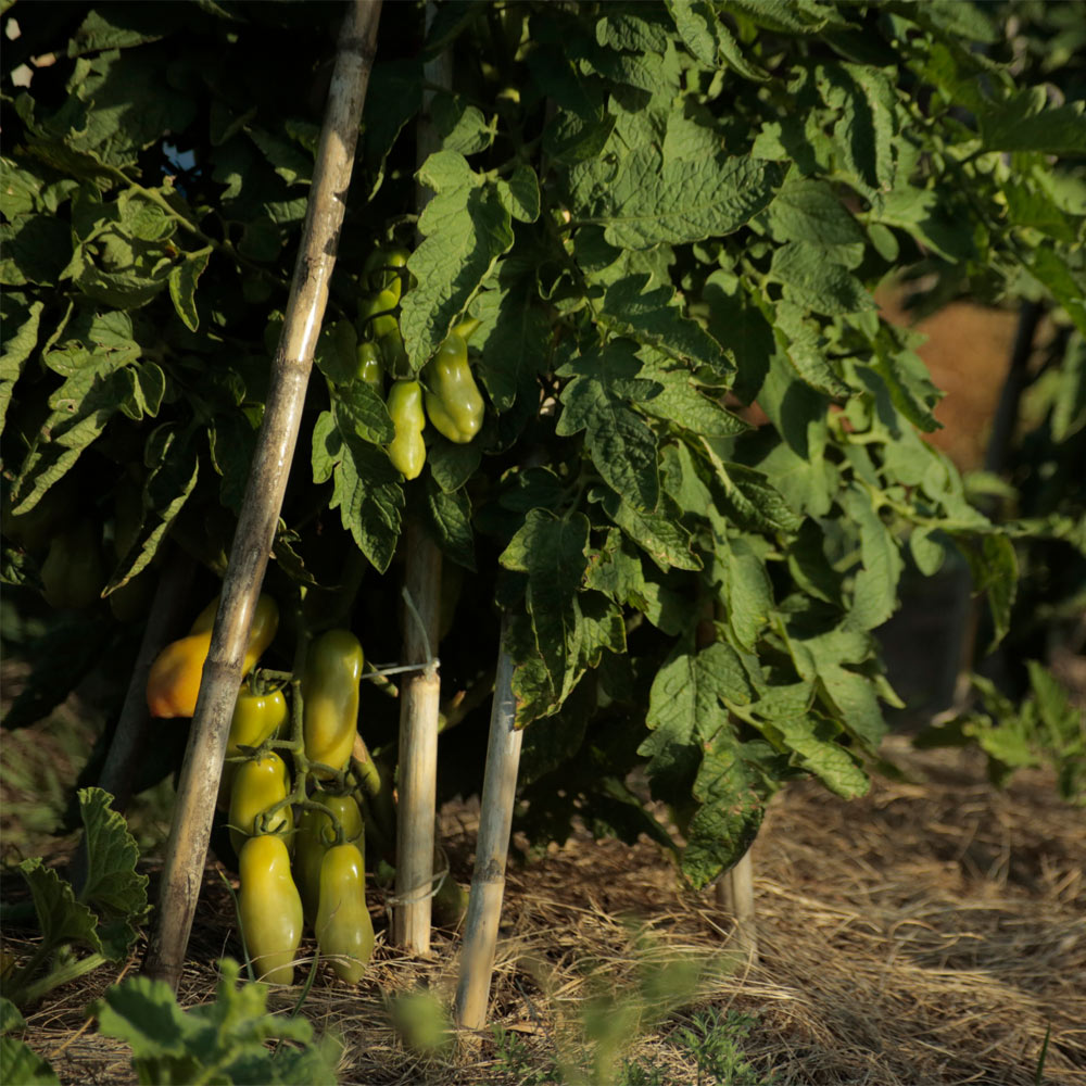 TOMATE, SAN MARZANO