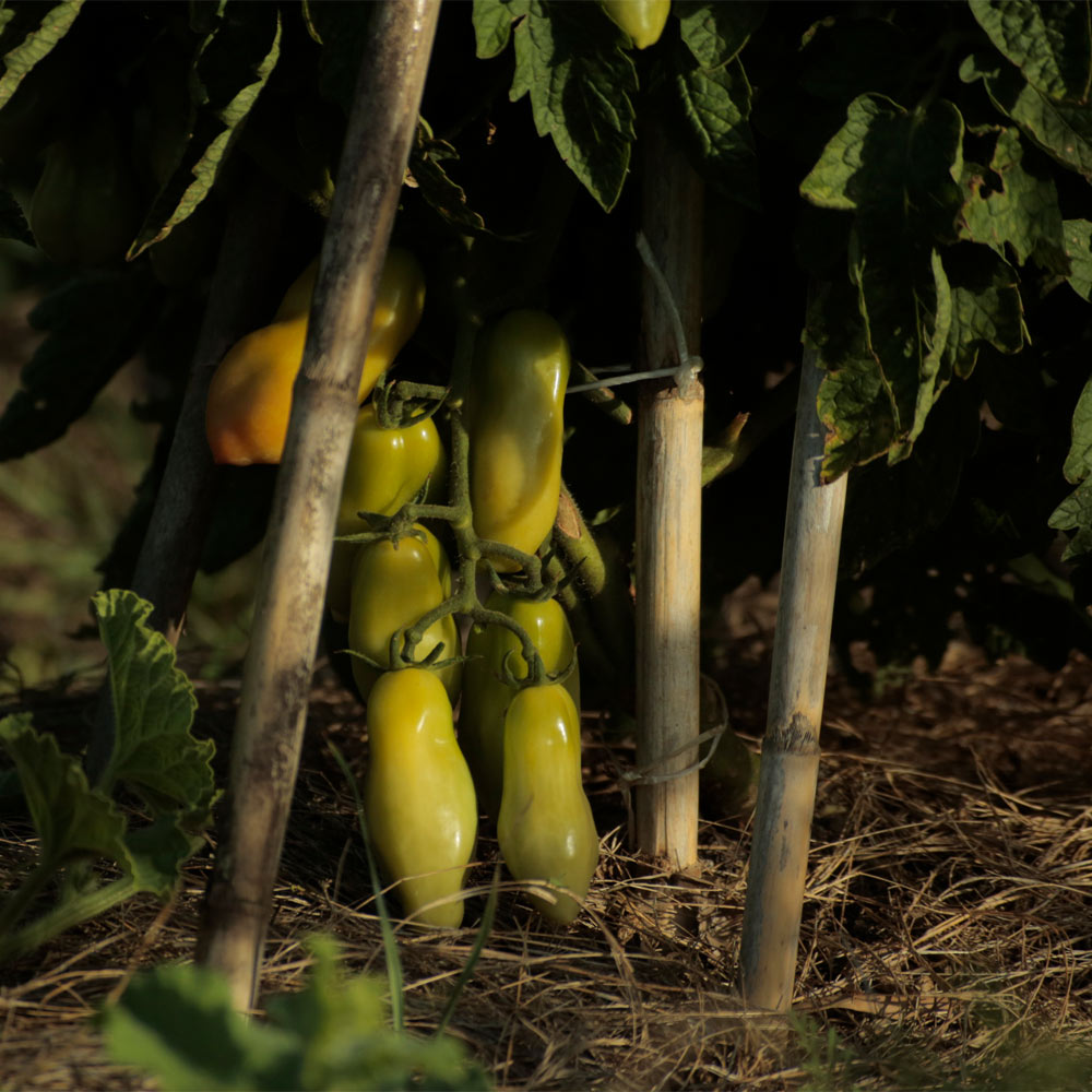 TOMATE, SAN MARZANO