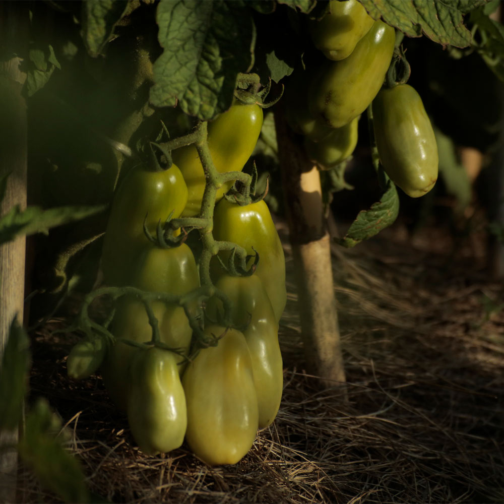TOMATE, SAN MARZANO