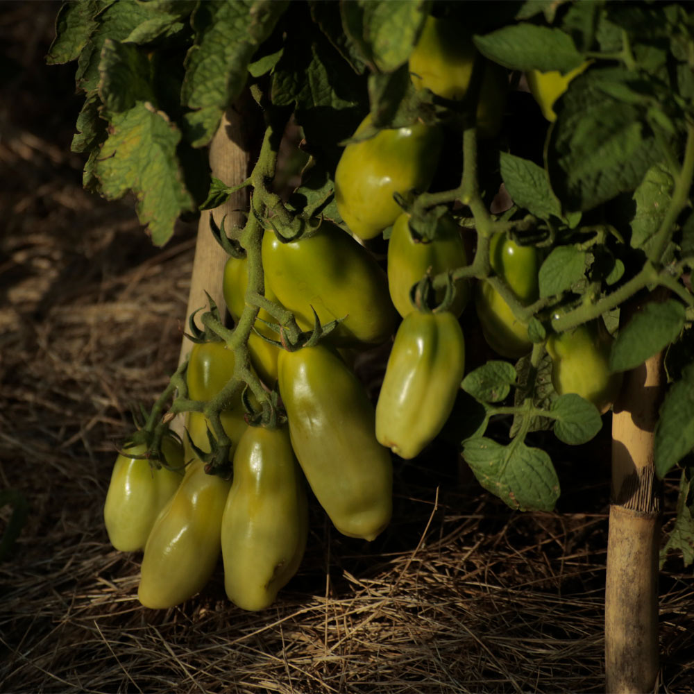 TOMATE, SAN MARZANO