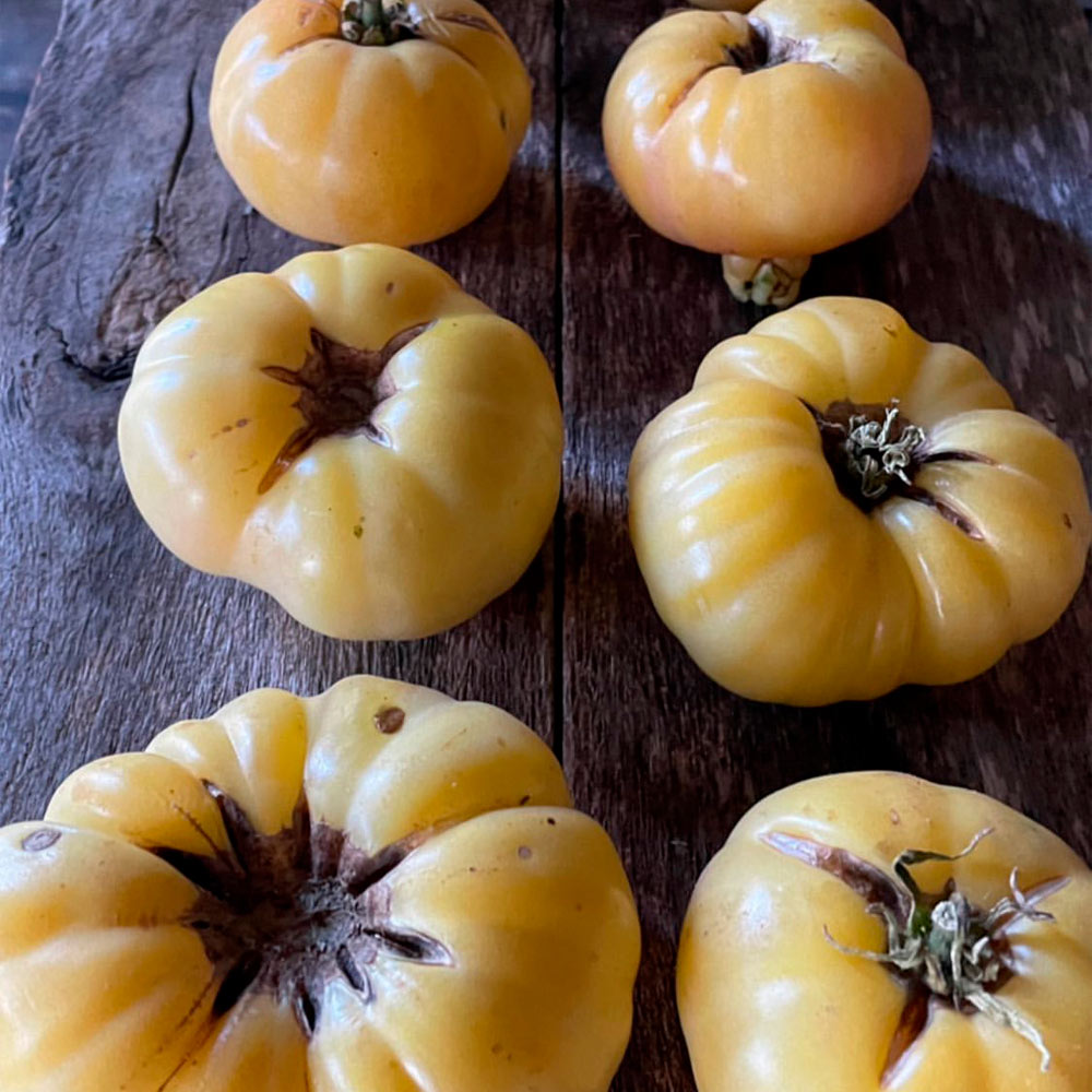 TOMATE, WHITE TOMESOL