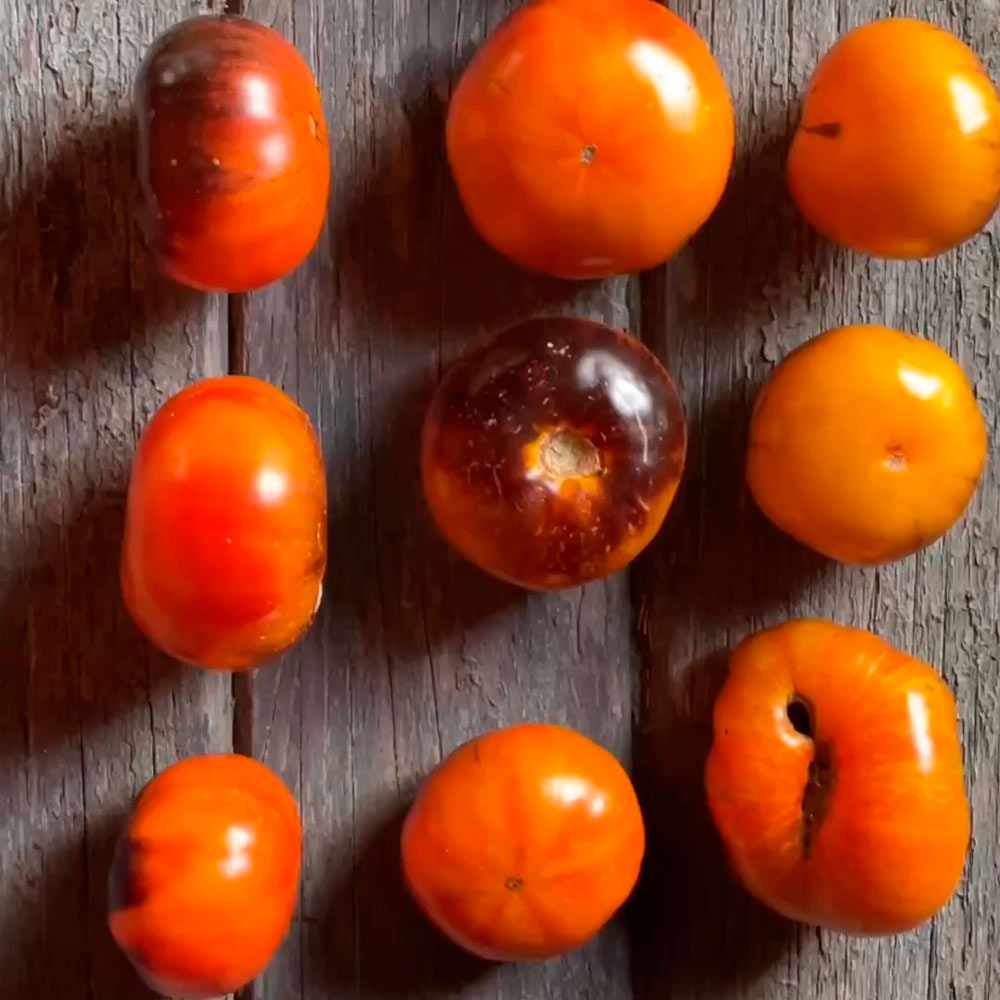 TOMATE, YELLOW DRAGON