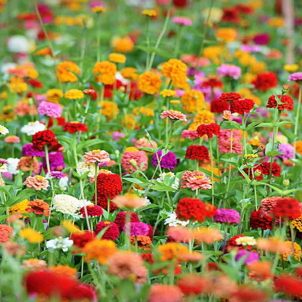 ZINNIA MEZCLA