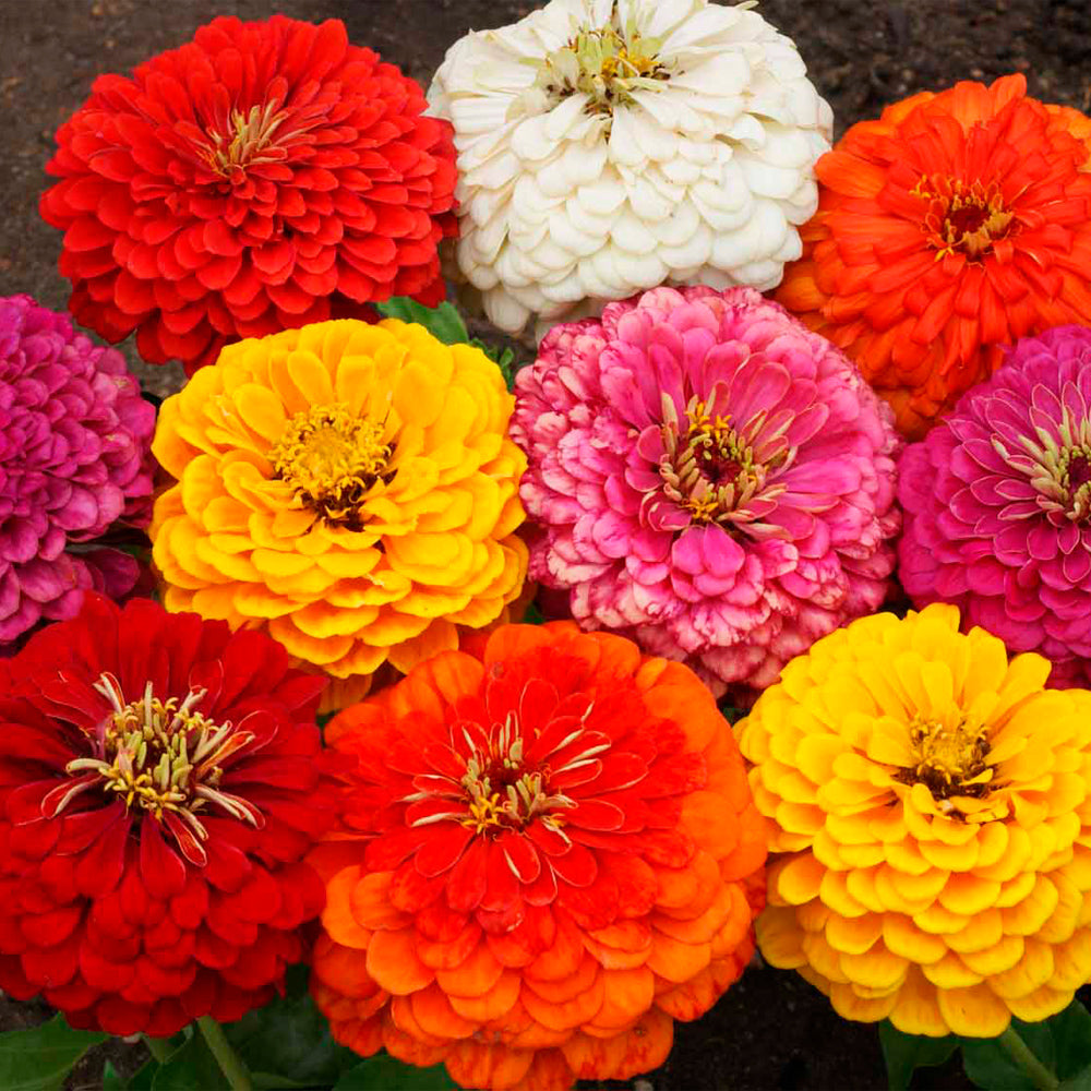 ZINNIA MEZCLA