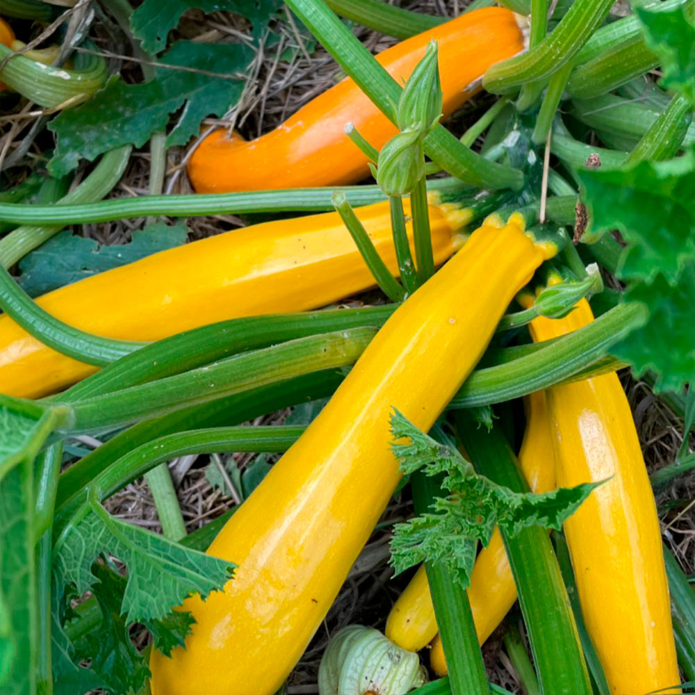 ZUCCHINI, AMARILLO