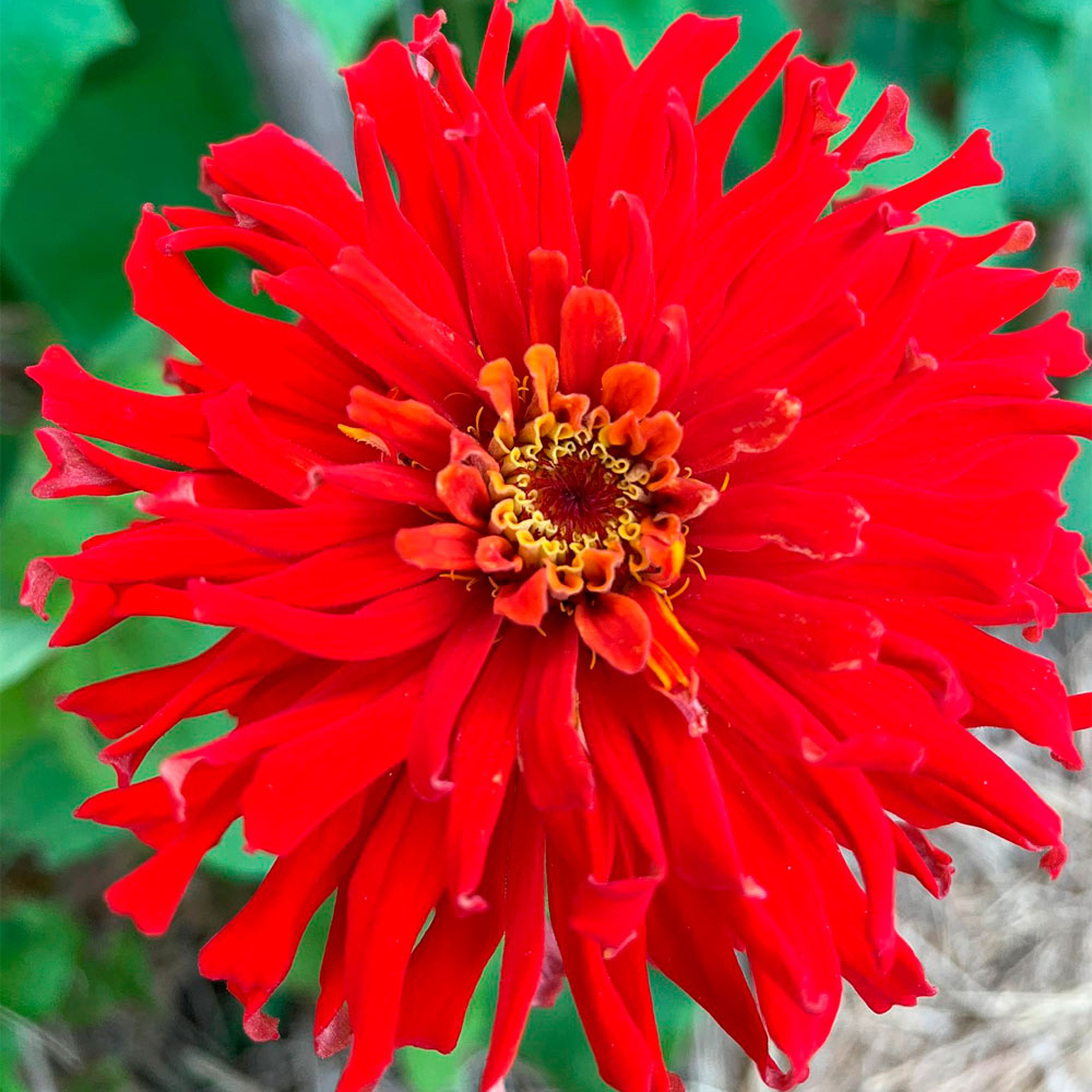 ZINNIA, CACTUS ROJA