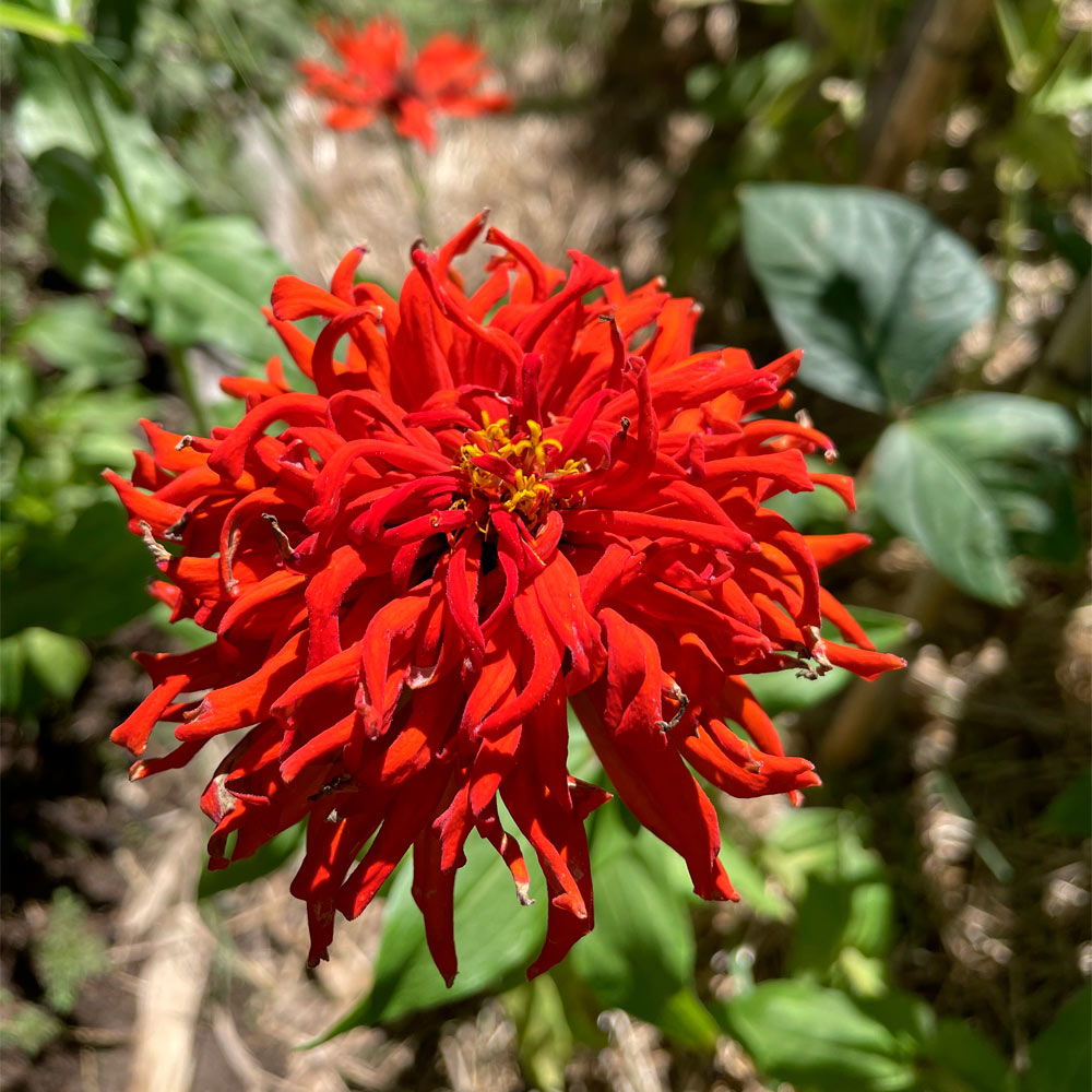 ZINNIA, CACTUS ROJA