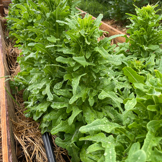 LECHUGA CERBIATTA