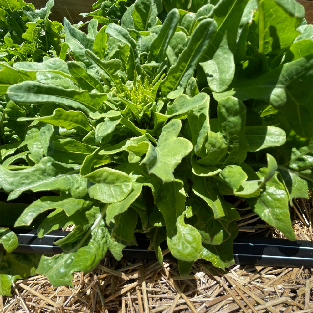 LECHUGA CERBIATTA